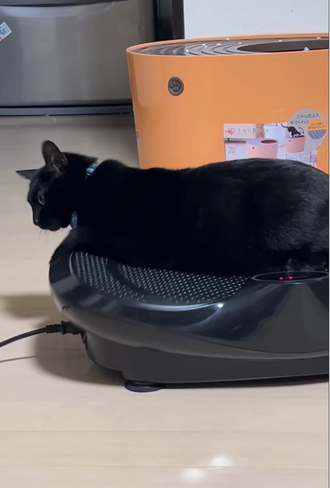 ブルブルマシンに乗る黒猫7