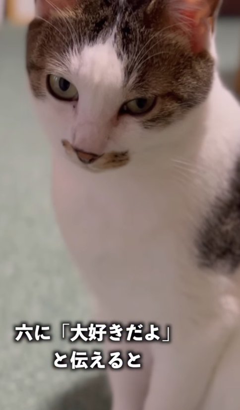 俯き気味でお座りをしているキジ白