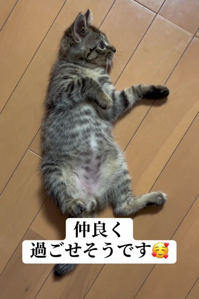 仰向けの子猫