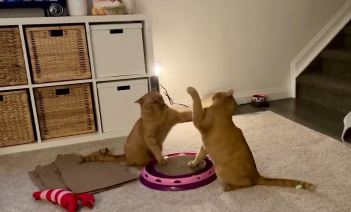 小競り合いをする猫1