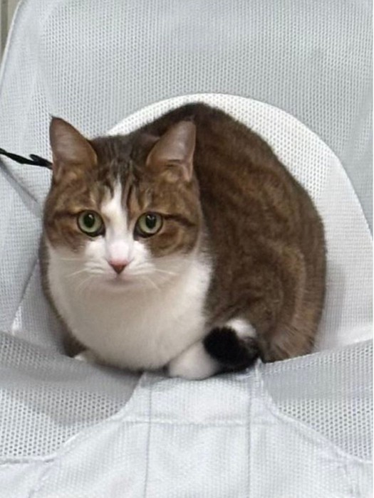 バウンサーに座る猫