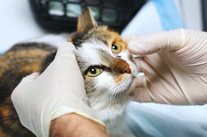 目の診察を受ける猫