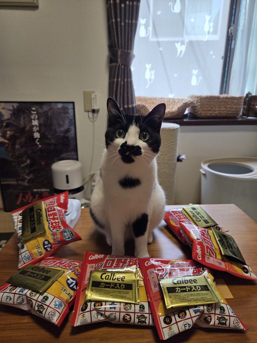 おやつに囲まれる白黒の猫