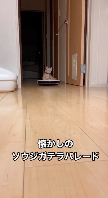 ロボット掃除機の上に乗った子猫