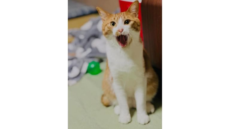 室内にいる猫