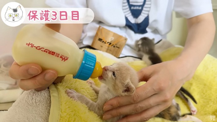 ミルクを飲む子猫