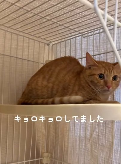 ケージの中で固まっている茶トラ猫の顔のアップ