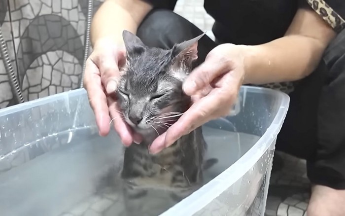 揉まれる猫