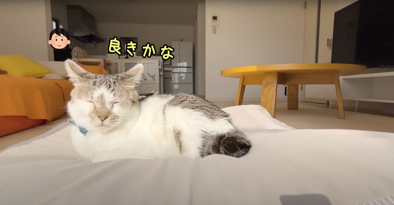 大好きなクッションでくつろぐささみくん