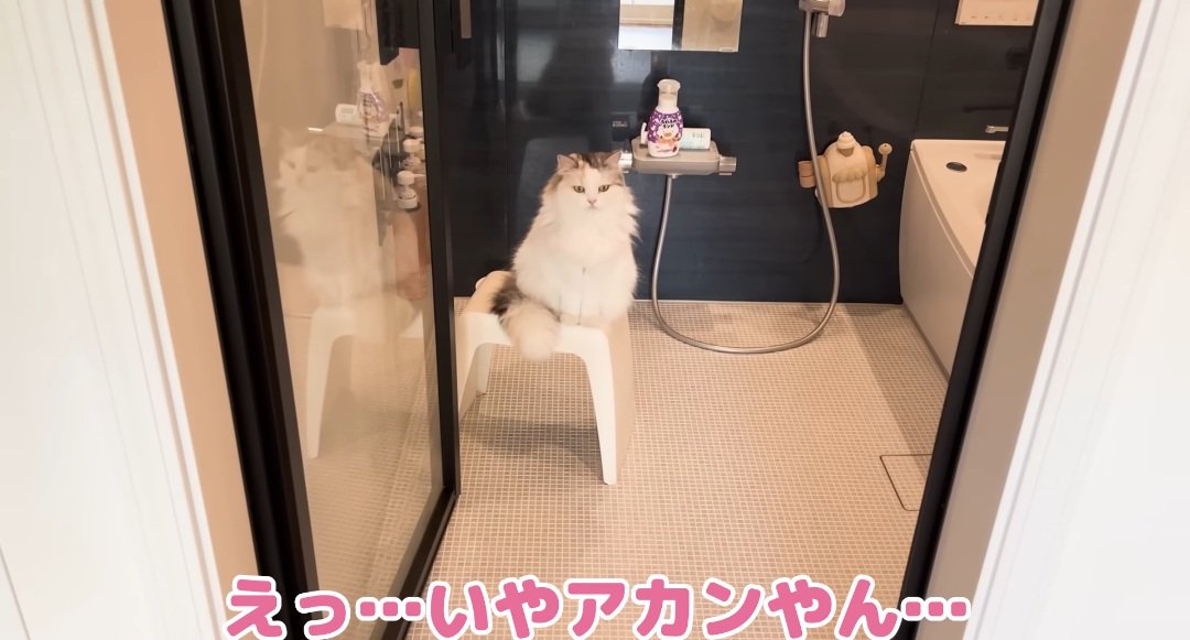 座っている猫