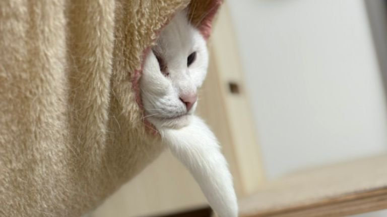 ハンモックにいる猫