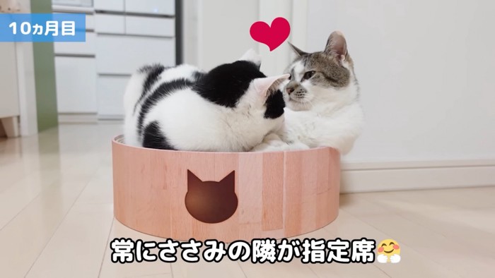 丸い爪とぎに乗る2匹の猫
