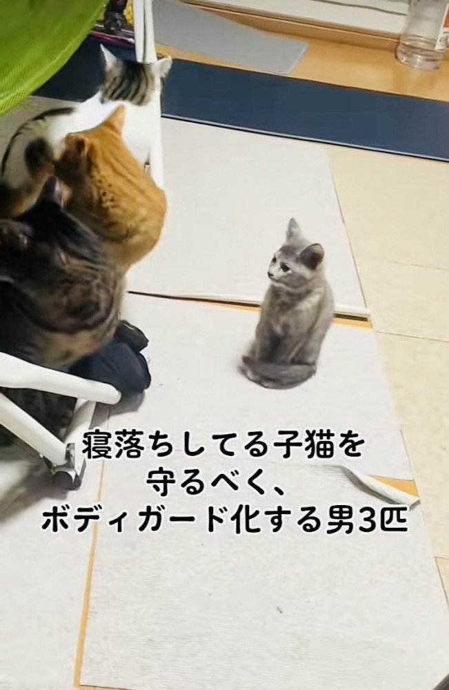 子猫を見守るキジトラ猫と茶トラ猫とハチワレ猫