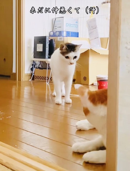 睨み合う茶白猫とキジシロ猫
