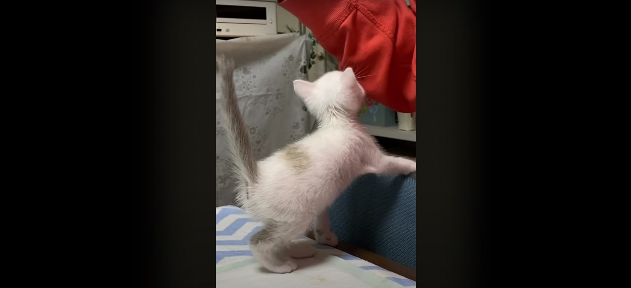 鳴いている子猫