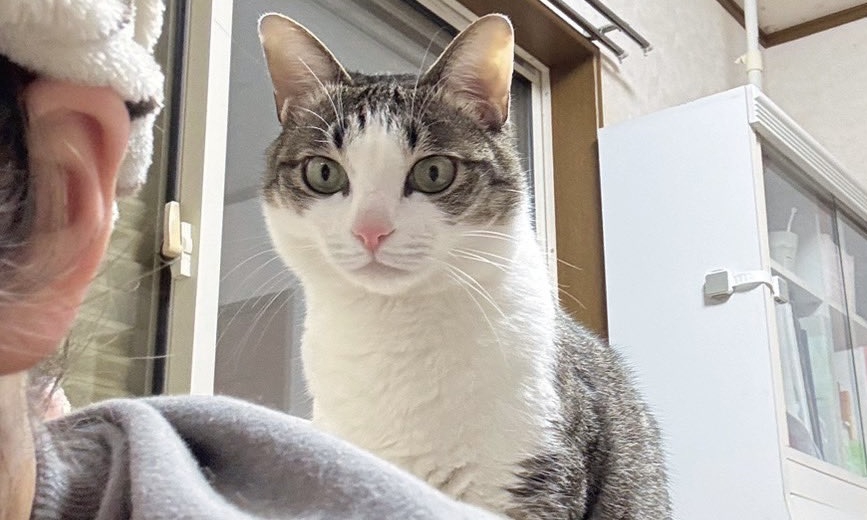 肩の後ろから覗くキジ白