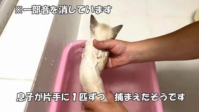 子猫をお風呂に入れる人の手2