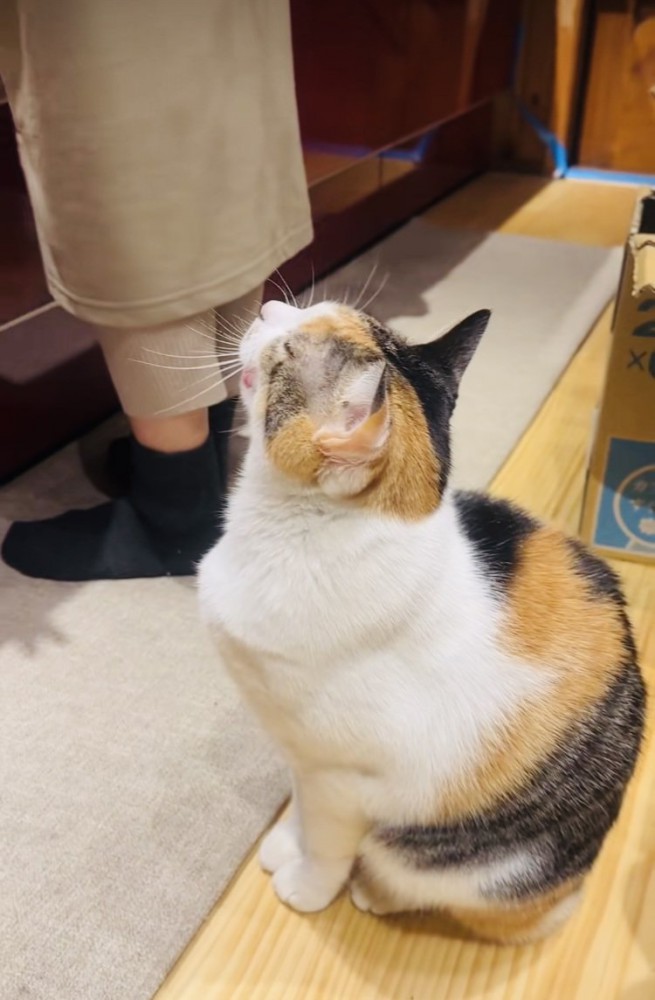 キッチンで片付けをするママを見上げて鳴く三毛猫