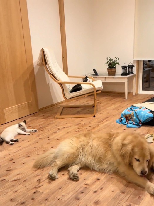 同じポーズの犬と猫たち