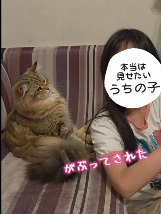 ソファに寄りかかりながら子どもを見る猫