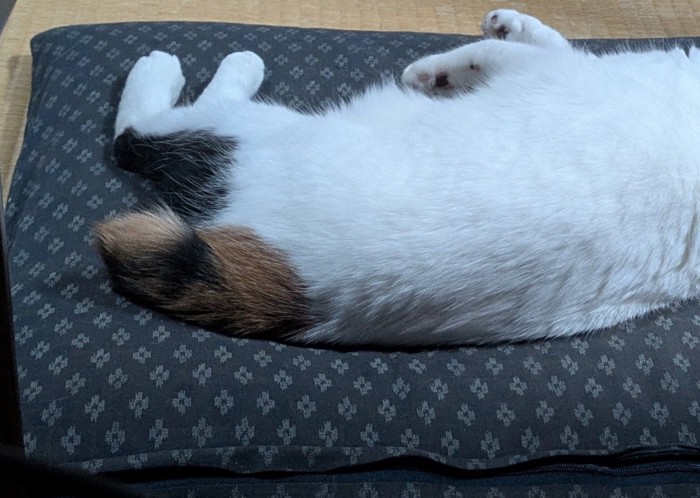 寝転がる猫