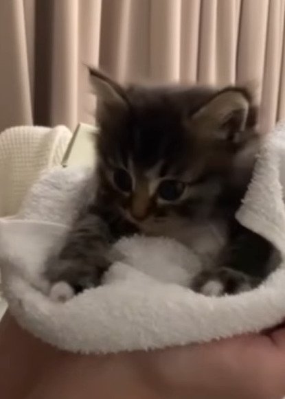 タオルの上に乗る子猫