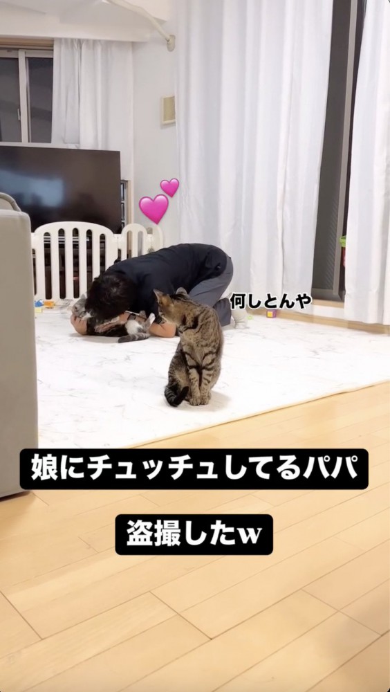 いちゃつく猫を見つめる猫