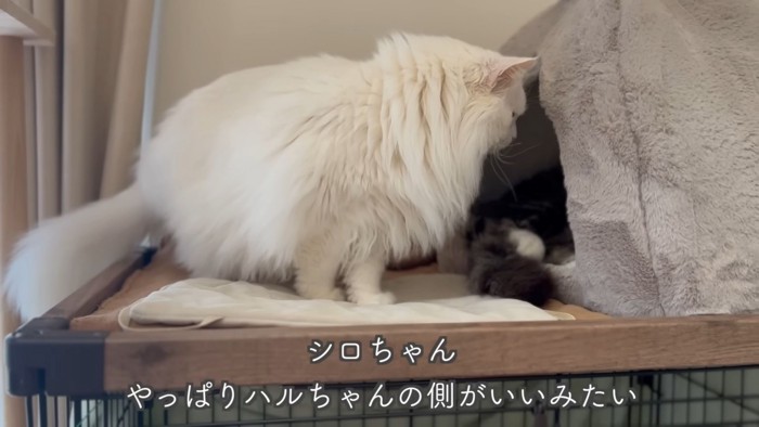 テロップ「シロちゃん~」