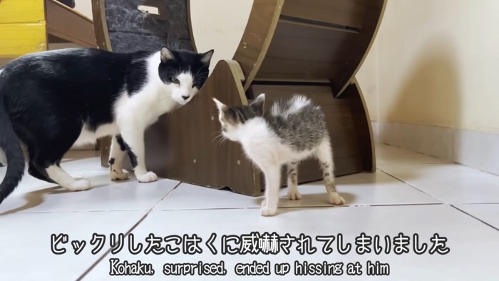 テロップ「ビックリしたこはくに～」