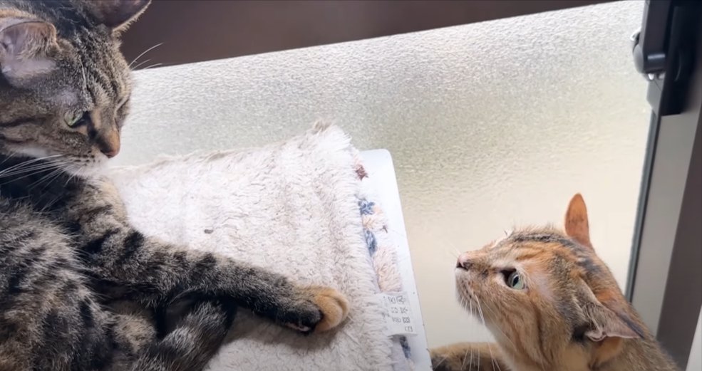 台の上に乗る猫と下から見上げる猫