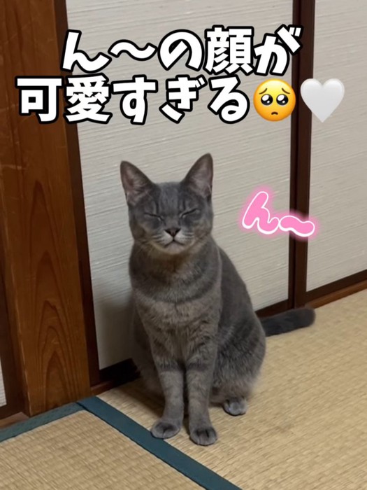 座って目を閉じる猫