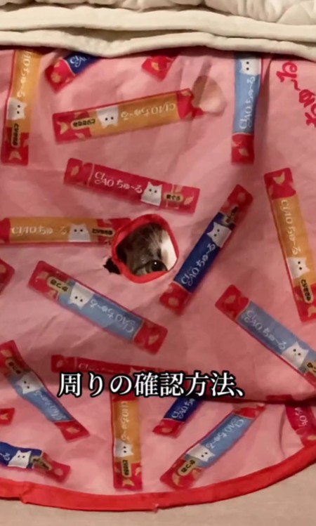 カバーを心福ちゃん