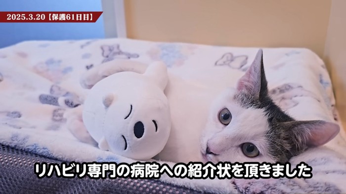 横になる猫