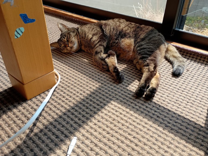 窓際で寝そべるキジトラ猫