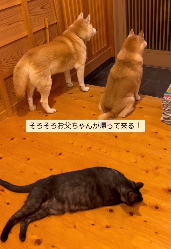 玄関の方を向いている猫と下を見ている猫