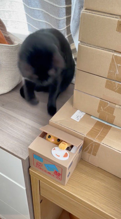 箱に前足を伸ばす猫