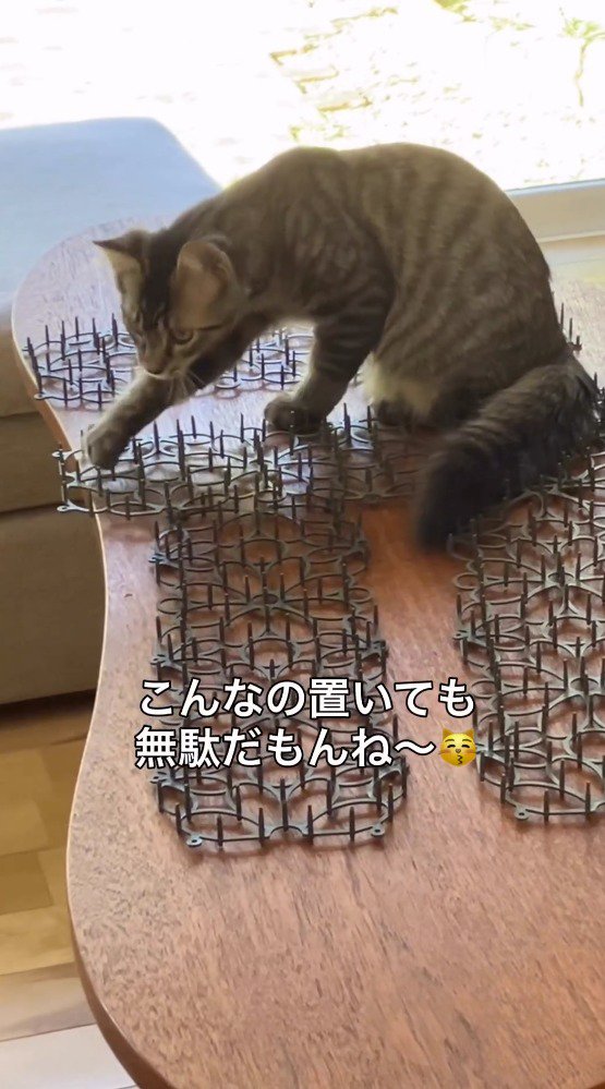 猫よけマットの棒に前足を触れる猫