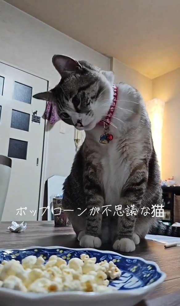 不思議そうなねこ