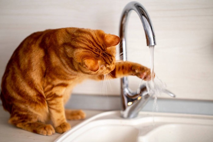 蛇口の水で遊ぶ茶トラ猫
