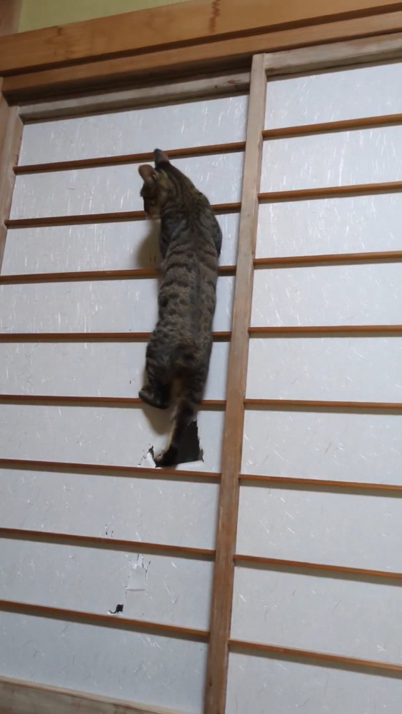 障子に大きな穴を開ける猫