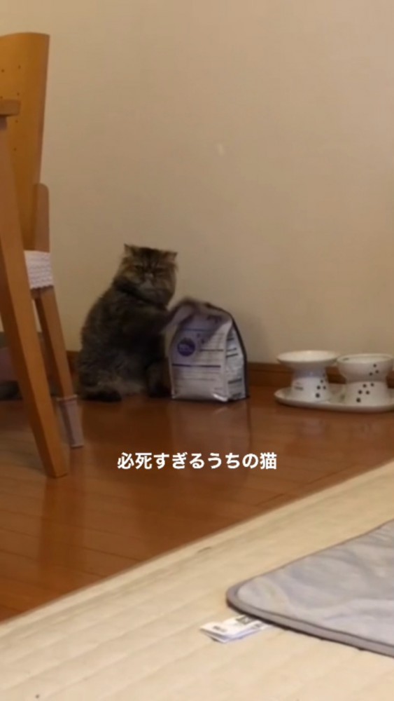 何度も袋を叩き続けるぽちゃちゃん