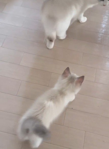 子猫を振り返るお姉さん猫