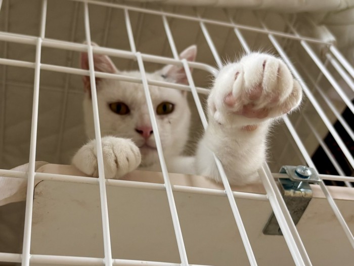 ケージから前足を出す猫