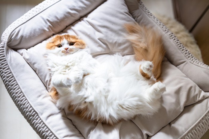 猫用ベッドの中で仰向けになる猫