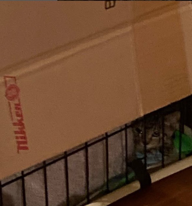 ケージの中にいる子猫