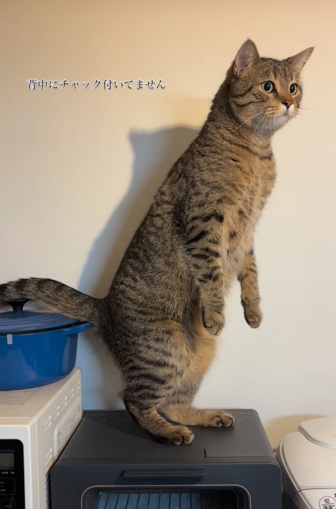 まっすぐ立つ猫