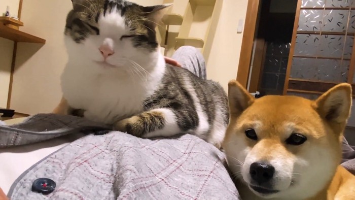 猫と犬