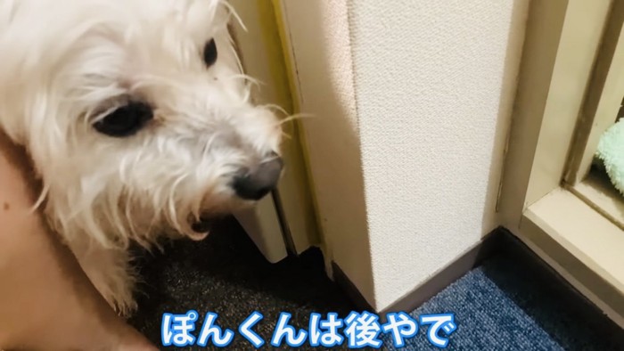 仔猫の食事を見ているビションフリーゼ