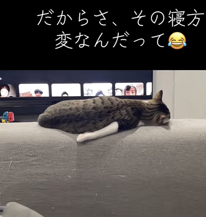 猫の後ろ姿の写真3