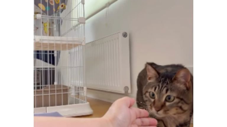 室内にいる猫